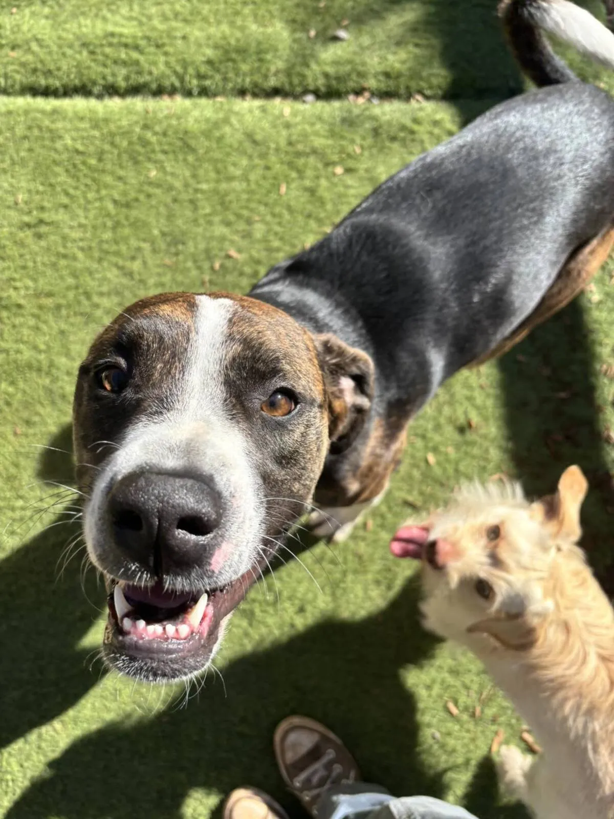 Happy dog with tongue out enjoying playtime
