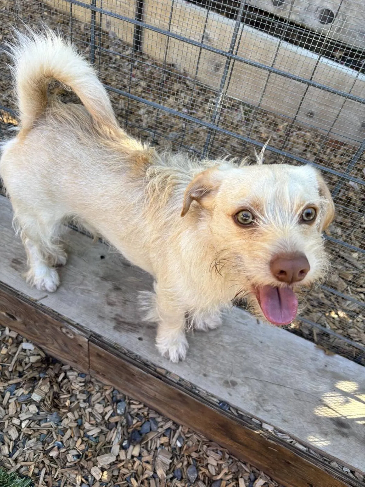 Close-up portrait of alert dog looking at camera