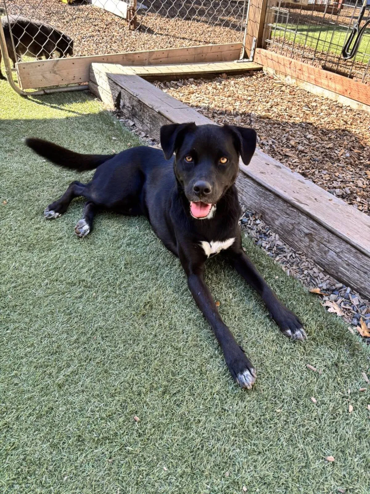 Dog relaxing comfortably in indoor sleeping area