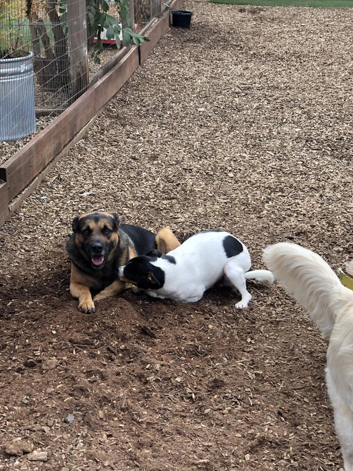 Multiple dogs playing together in secure outdoor space