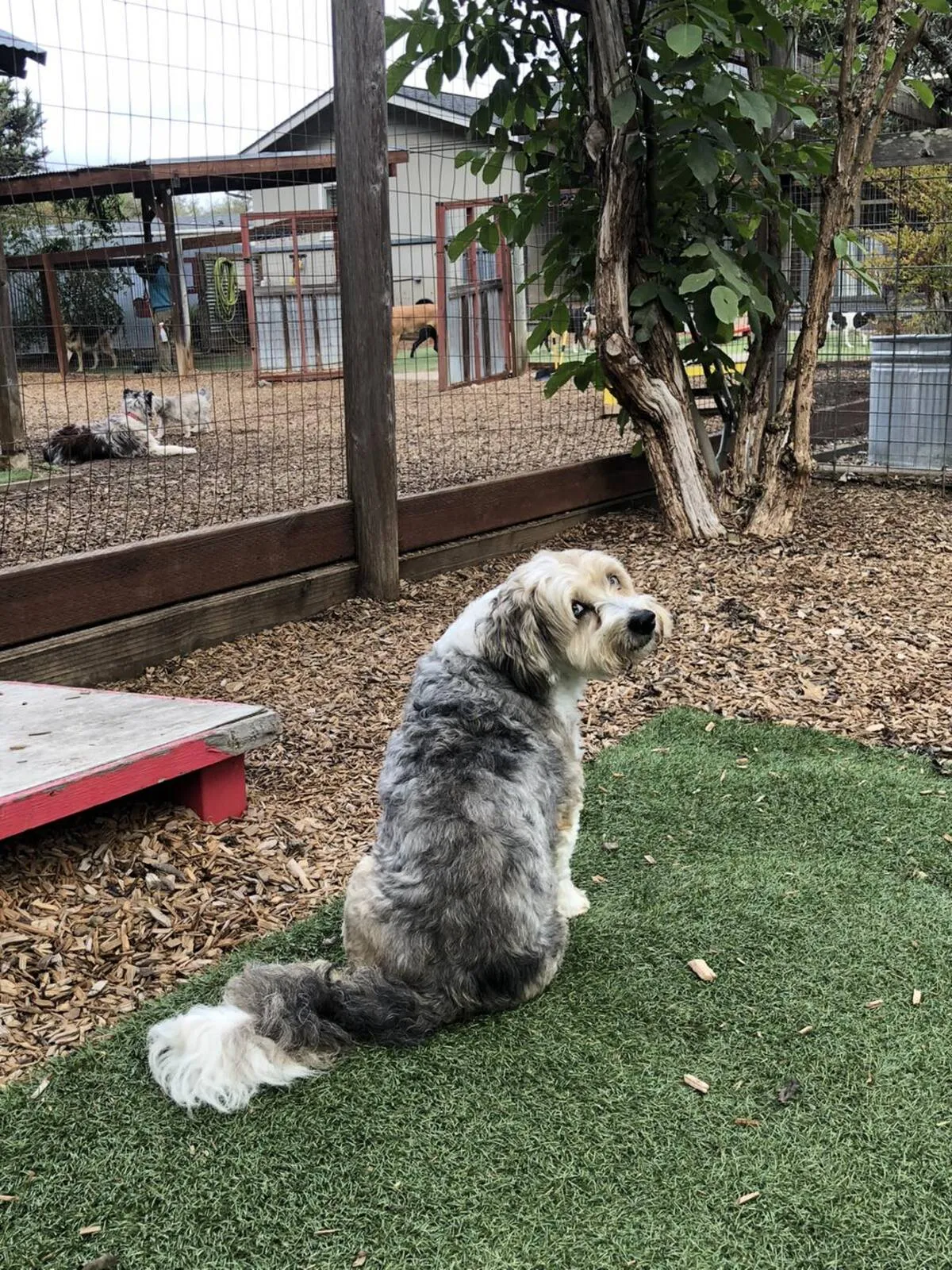 Fluffy sheepdog receiving personalized attention