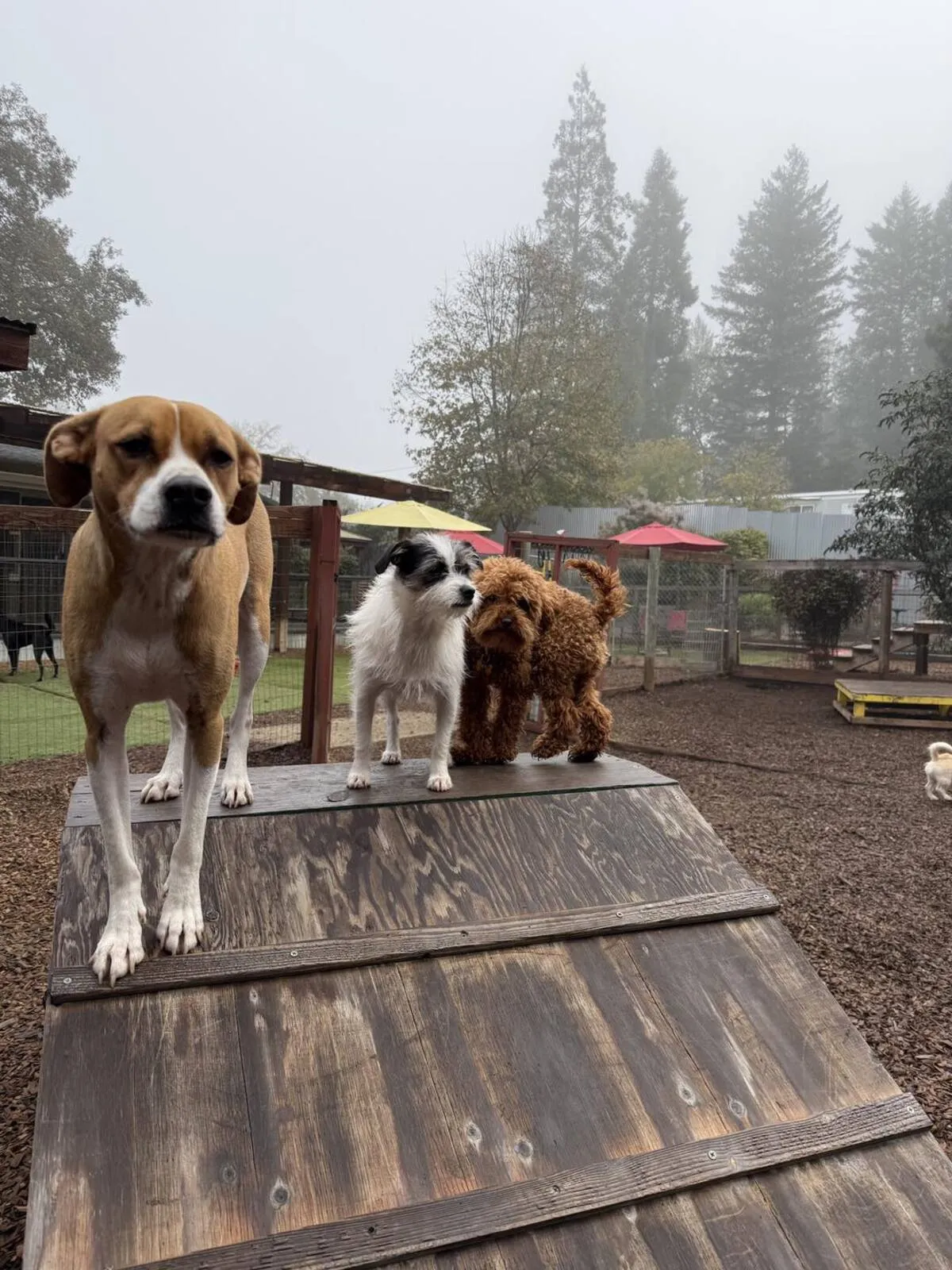 Senior dog comfortably resting in special accommodation area