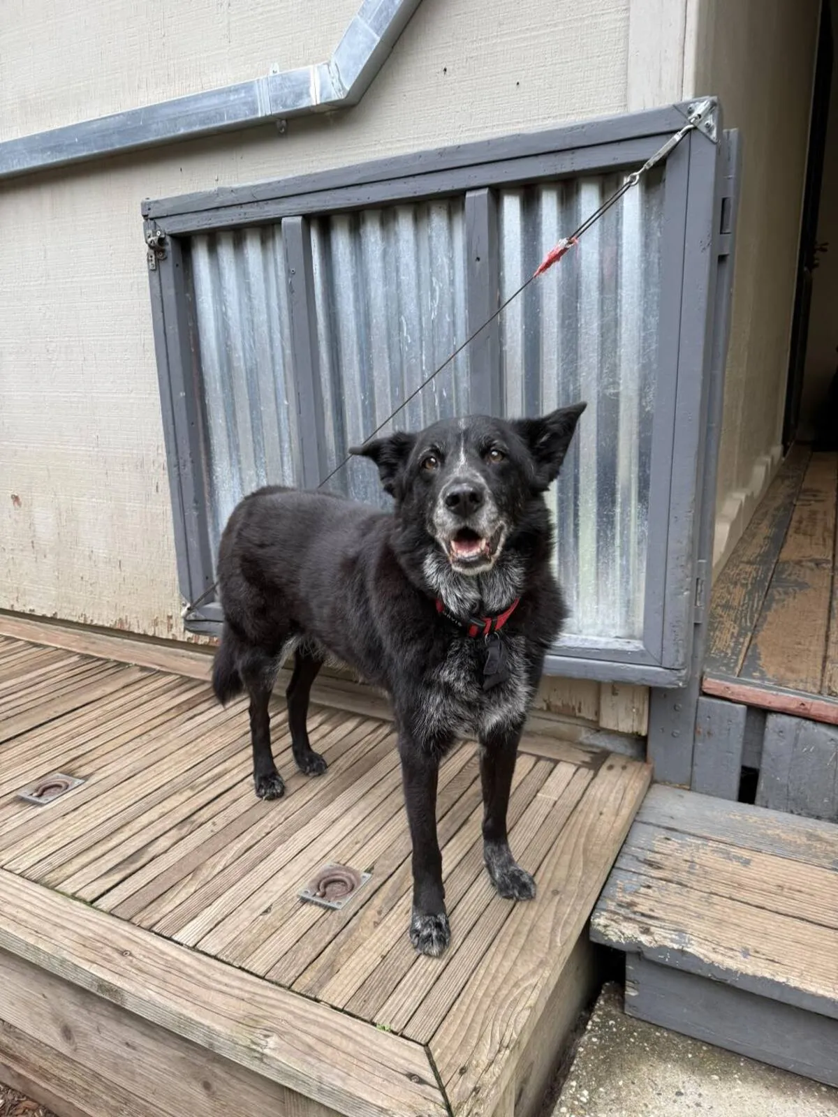 Dogs walking on ramp during outdoor exercise time