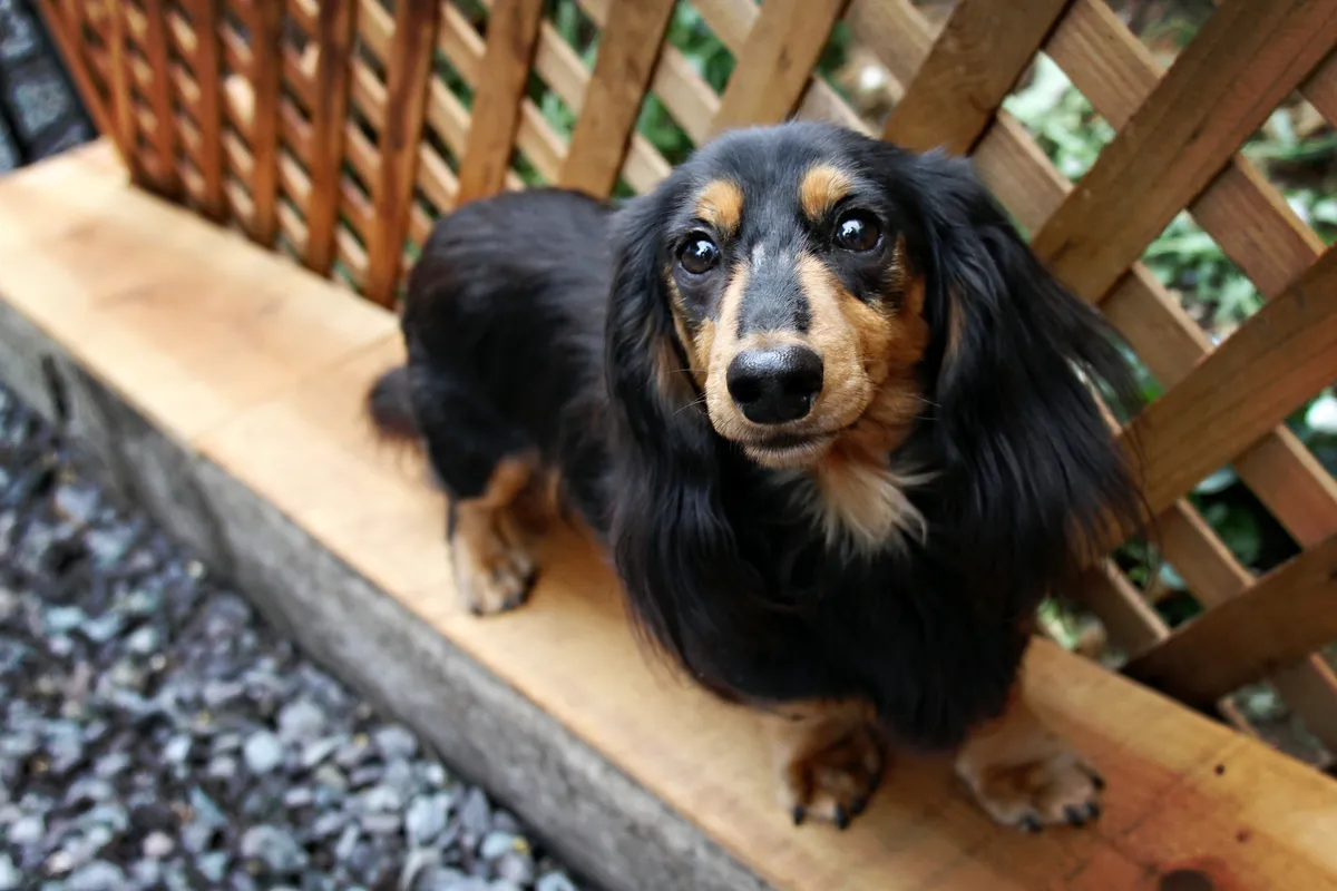 Dachshund named Auggie resting peacefully on blanket
